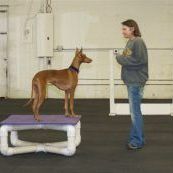 Wonder Dog Training - West Berlin, NJ - A photo of Instructor Marci Lynne and a dog