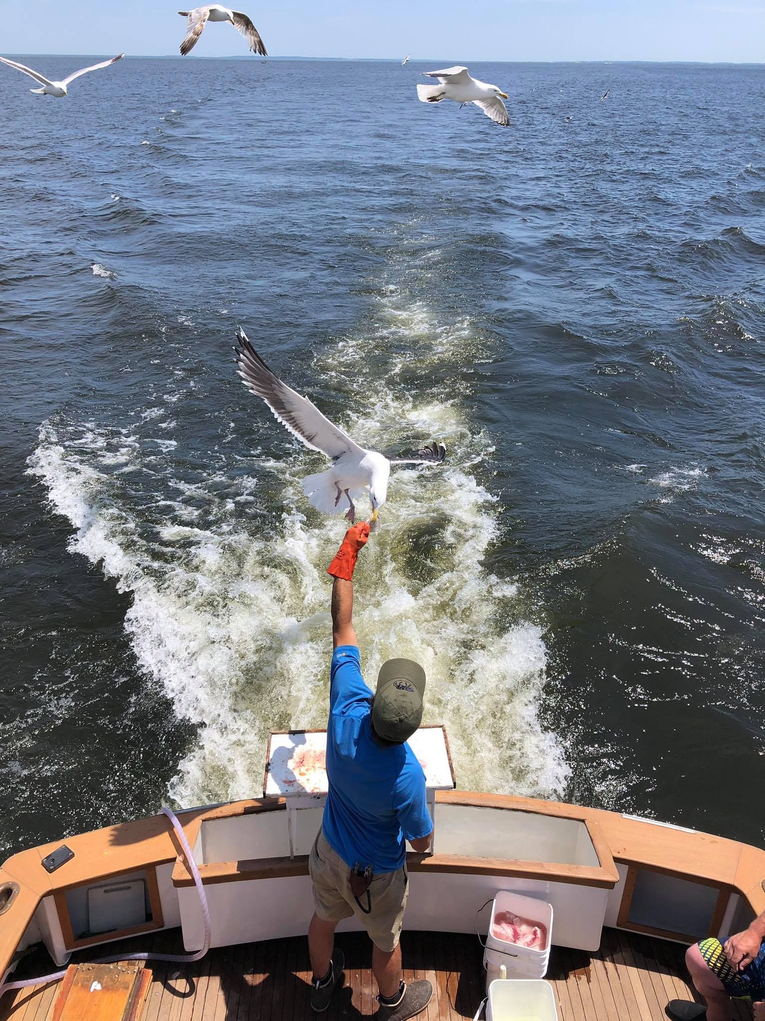 Person on boat reaching toward a seagull over the ocean, with more birds flying ahead.