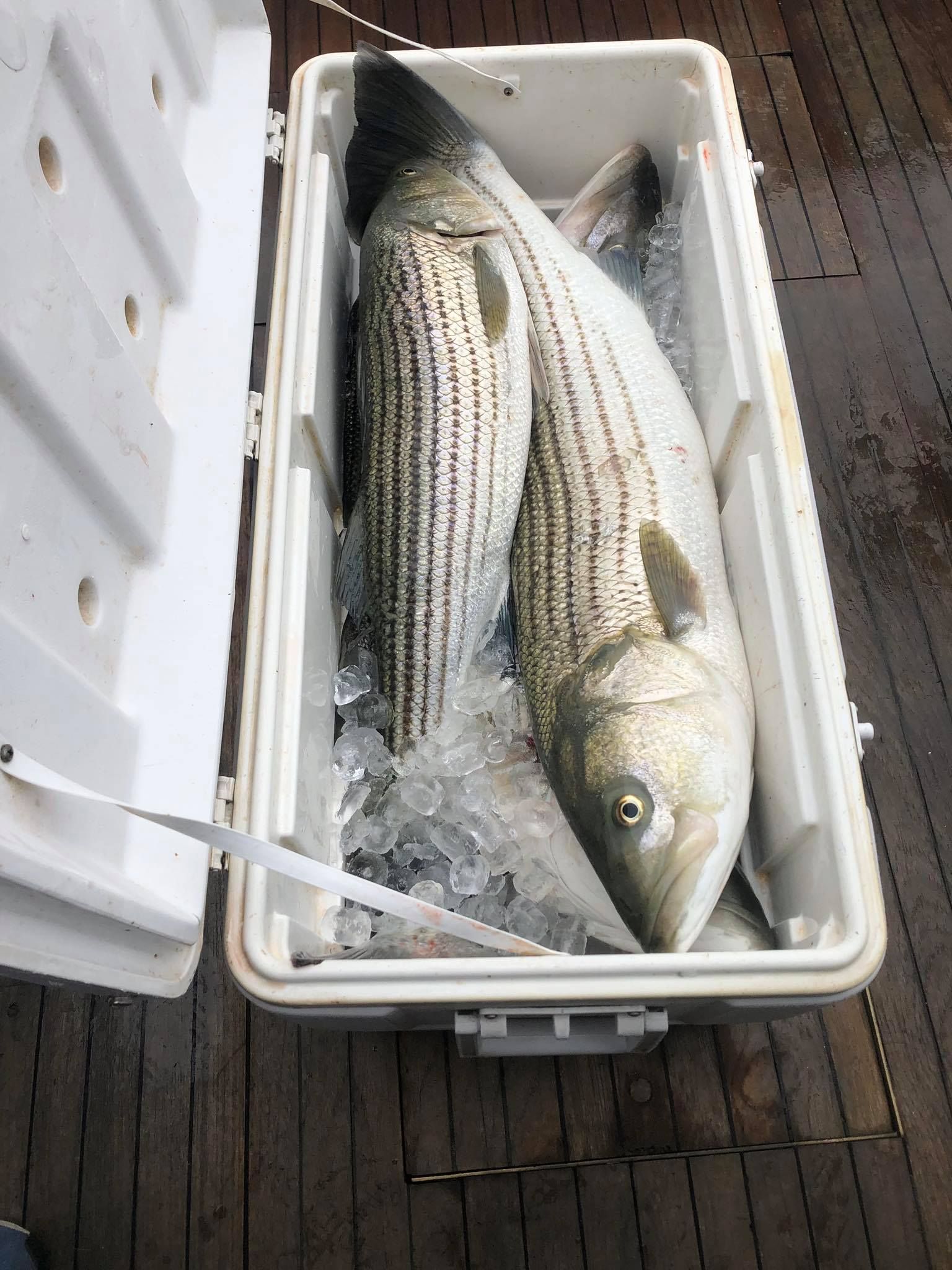Two large striped fish on ice in an open white cooler on a wooden deck