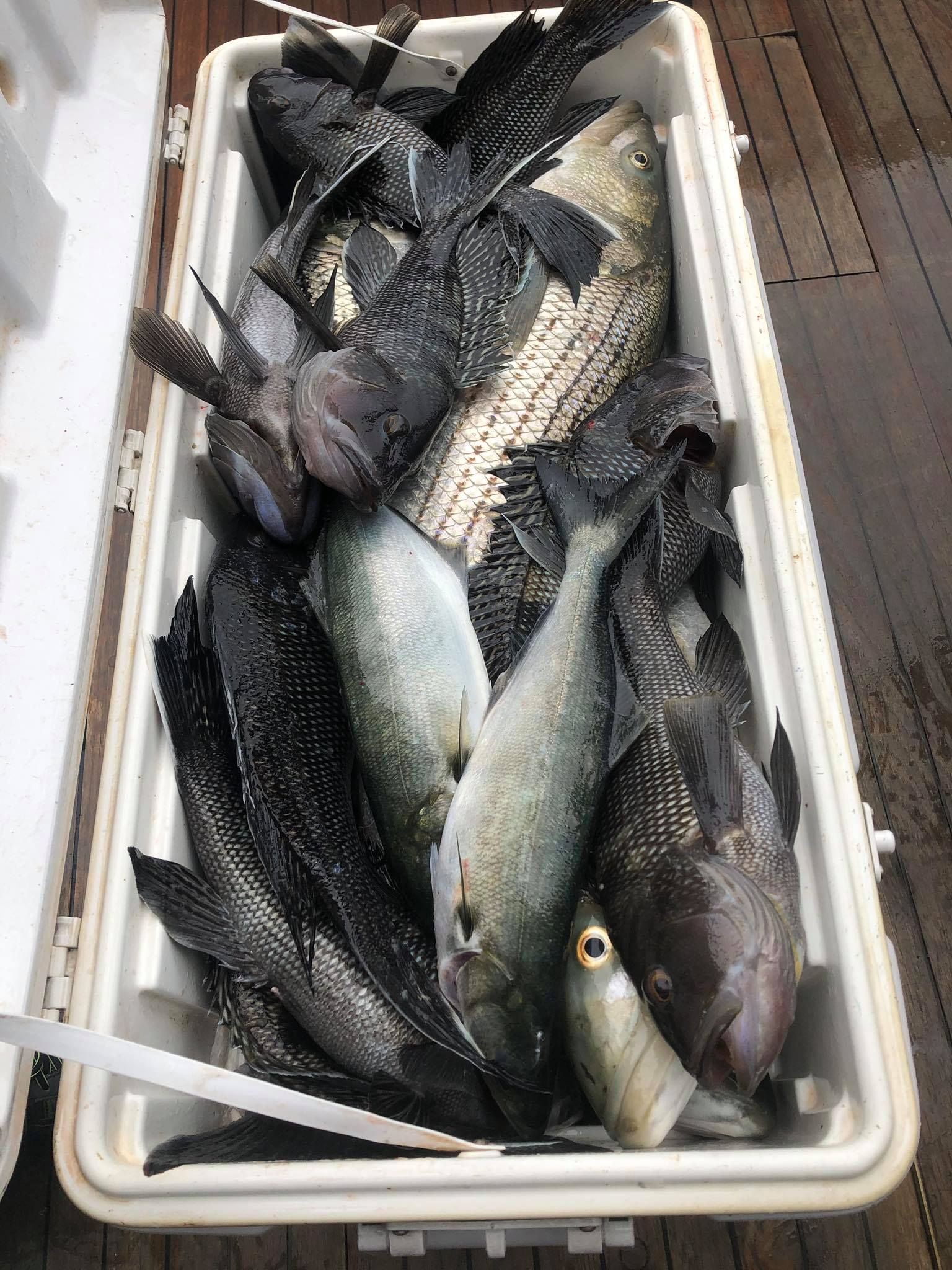 Bucket of assorted fish piled in a white cooler on a boat deck.