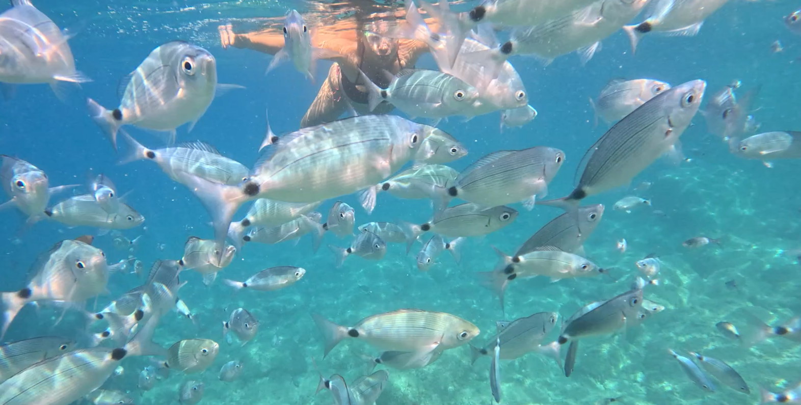 escursioni snorkeling tour pomeridiano Rosa dei Venti 5 Terre Boat Tours Levanto
