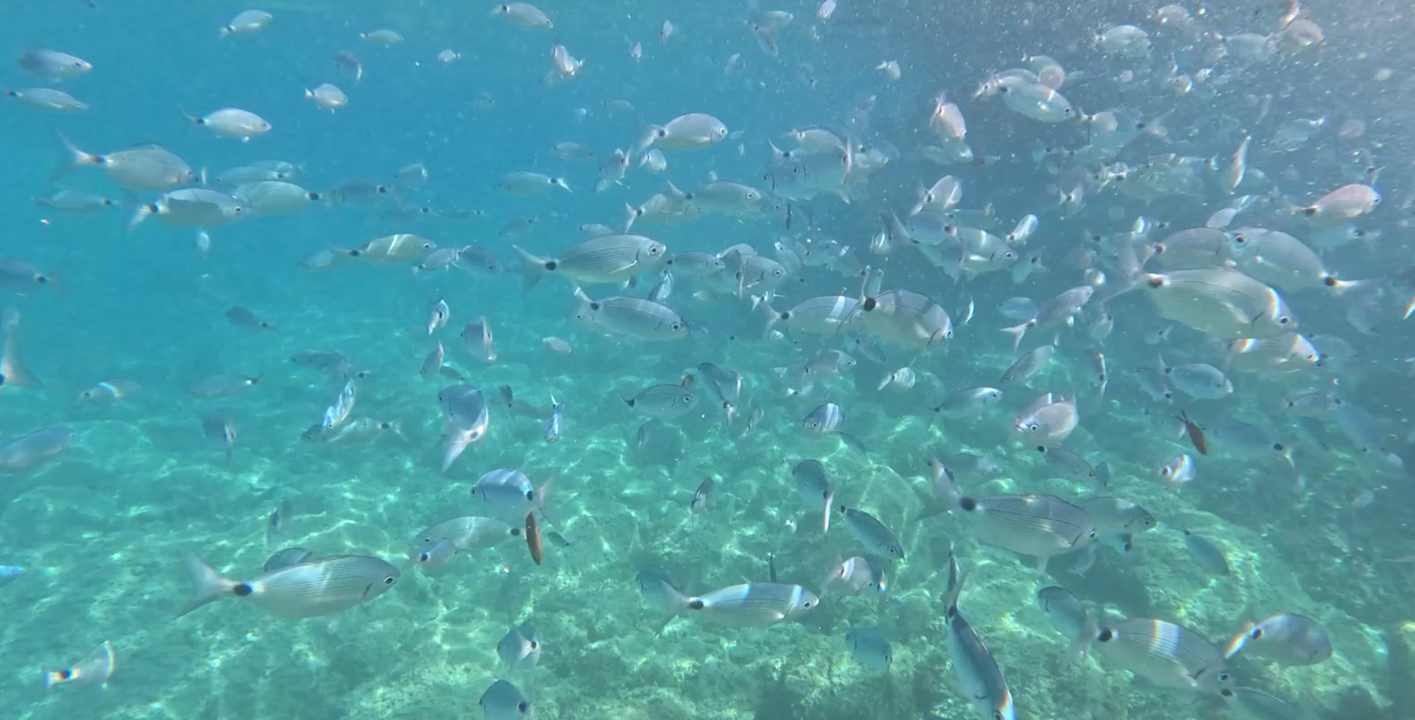 bagno in mare attrezzature snorkeling escursione Punta Mesco Rosa dei Venti 5 terre boats Tours da Levanto