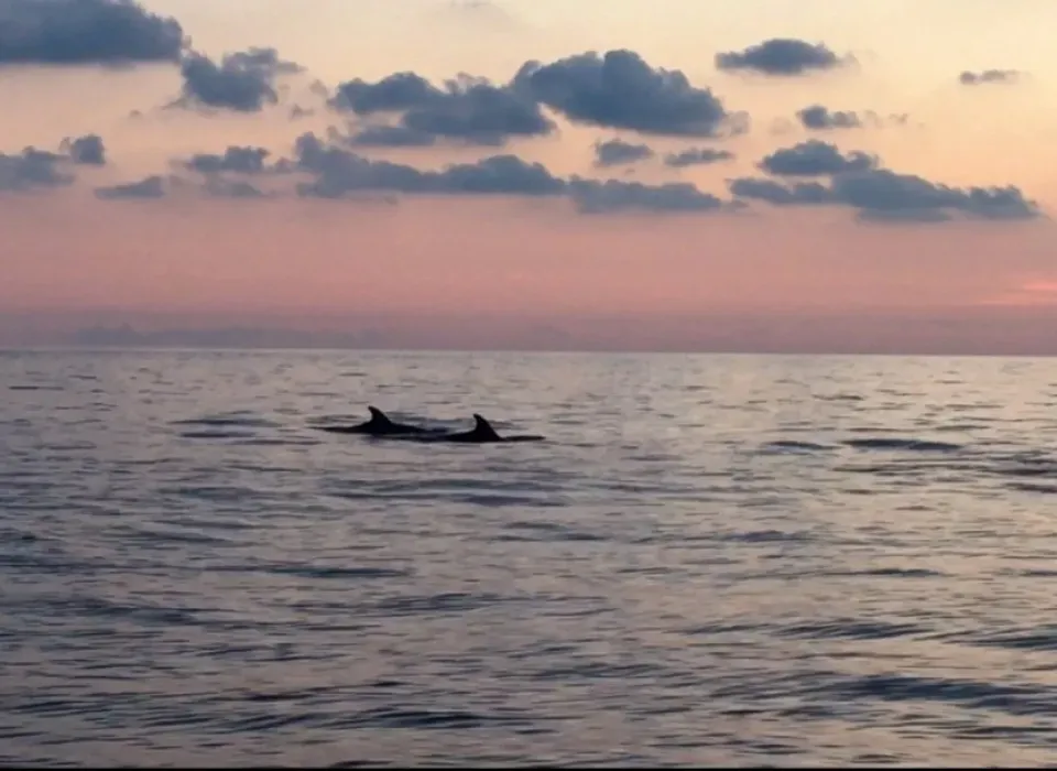 escursione con avvistamento cetacei Rosa dei Venti 5 terre boats Tours