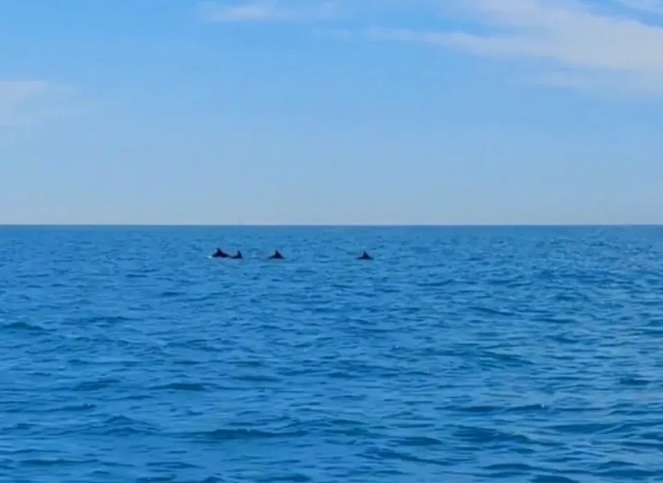 delfini escursione Rosa dei Venti 5 terre boats Tours