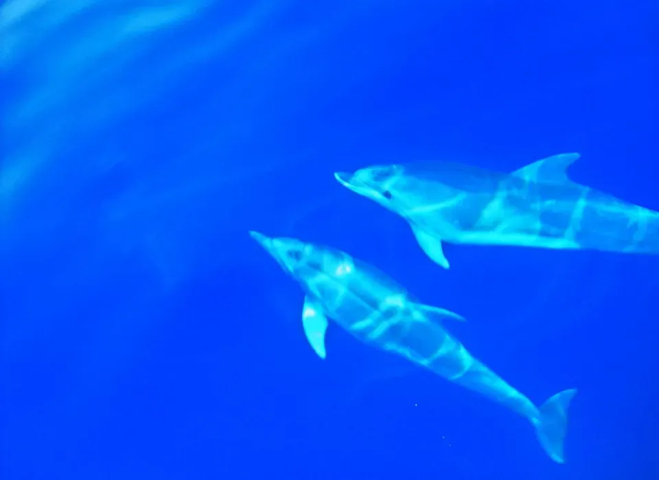 avvistamento delfini tour barca Rosa dei Venti 5 terre boats Tours