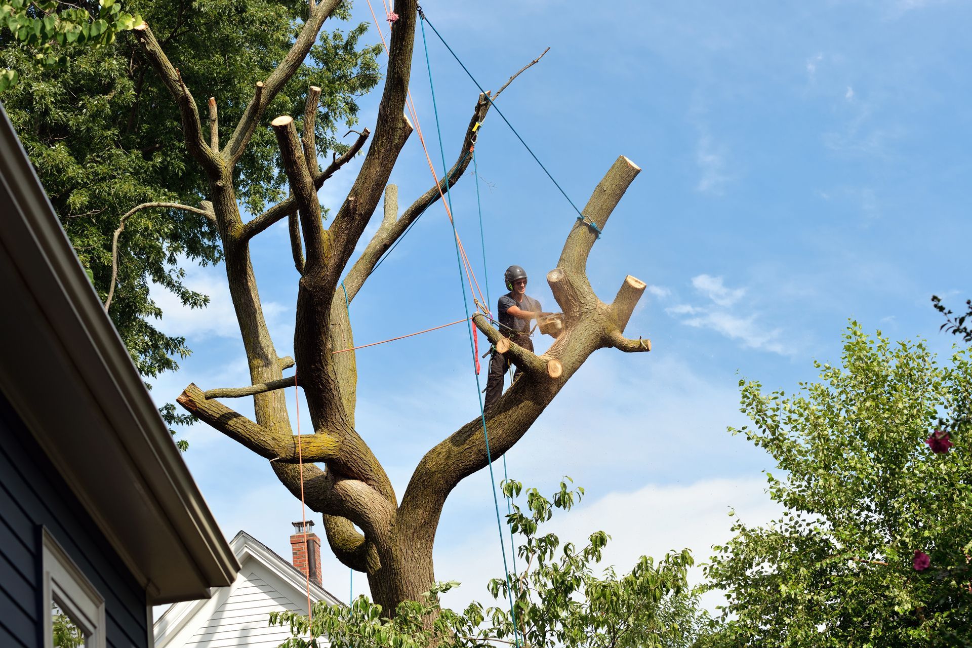 Arborist cutting tree branches, secured with ropes, against a blue sky.