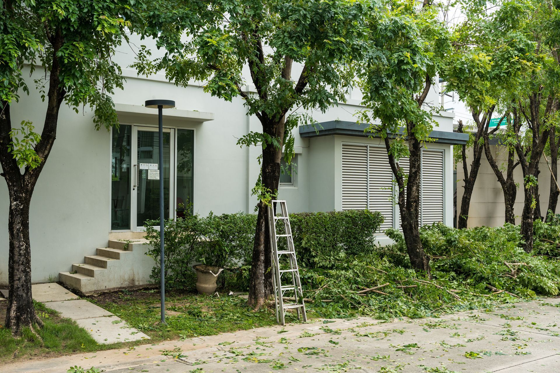 A ladder leans against a tree being trimmed next to a white house with landscaping.