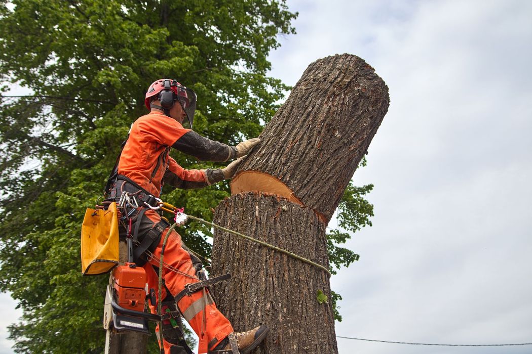 Arborist in orange safety gear cutting a large tree trunk with a chainsaw.