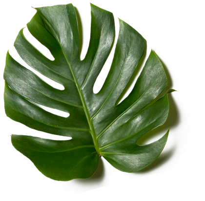 Hoja de monstera verde con recortes naturales sobre un fondo blanco.