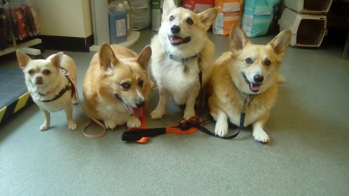 Corgis