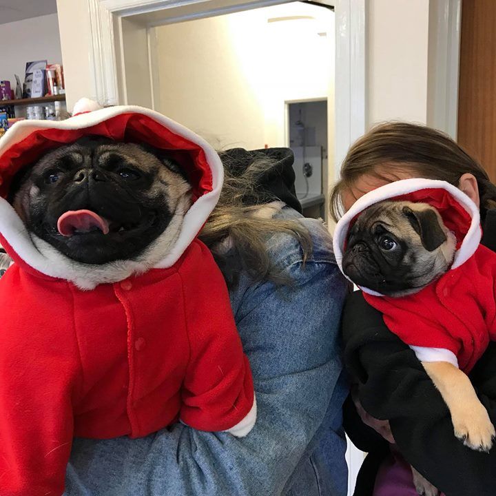 Pugs