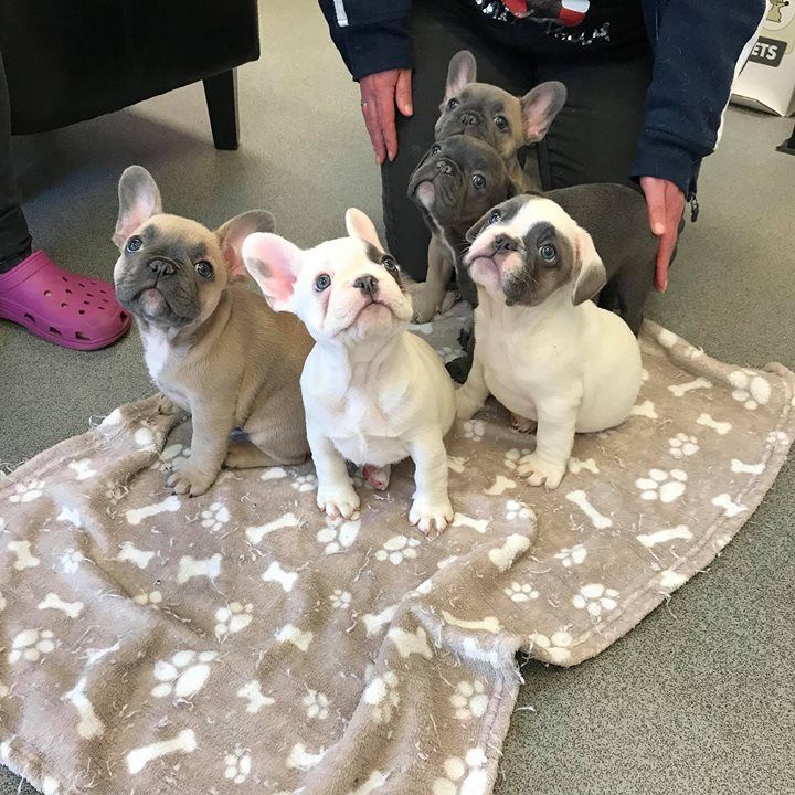 French bulldogs