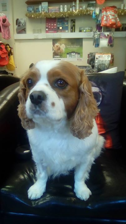 Cavalier King Charles Spaniel