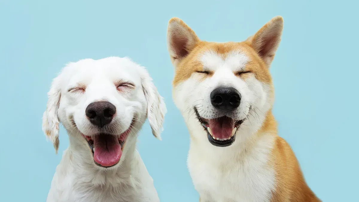 three puppies