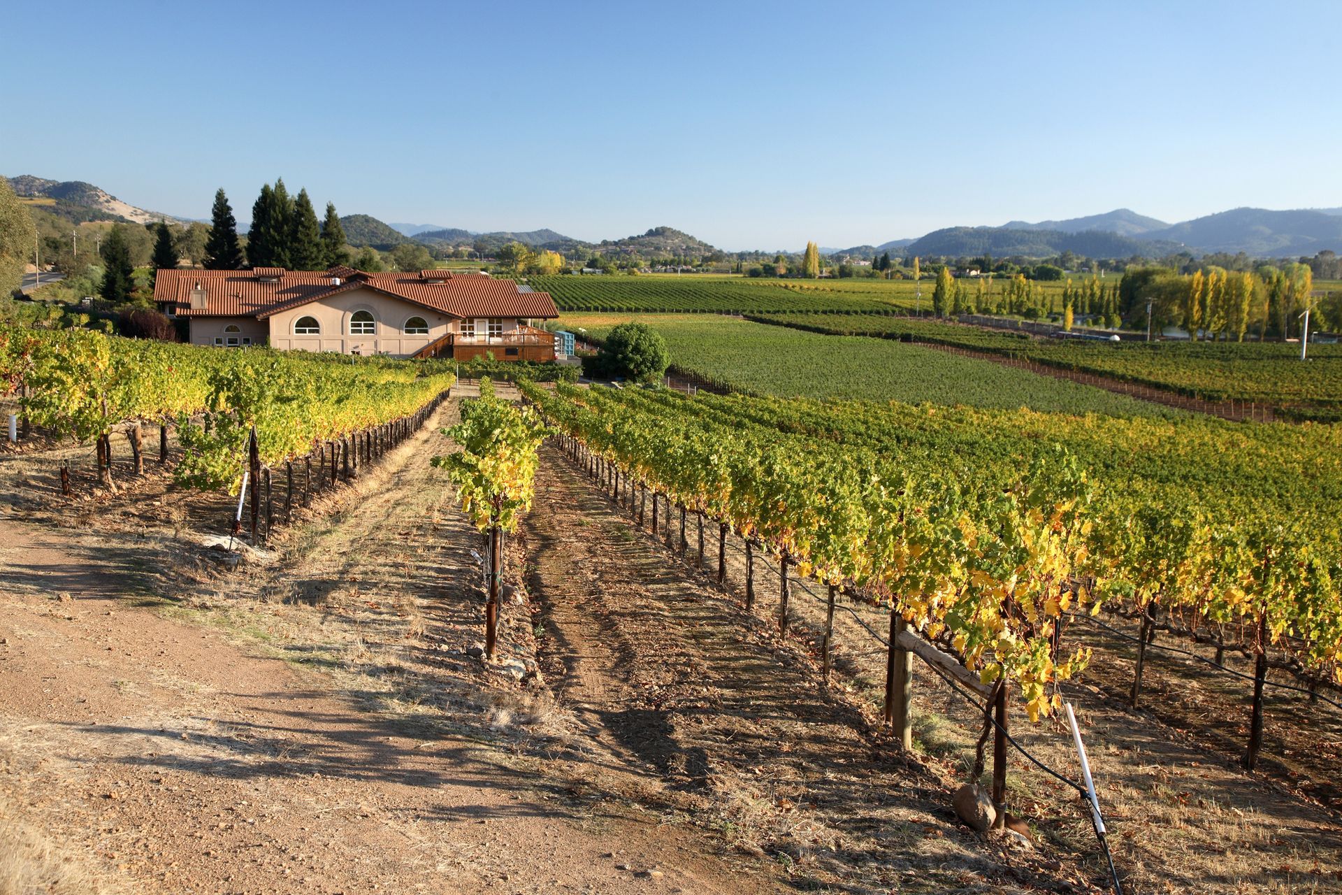 A vineyard with a house in the background and mountains in the background