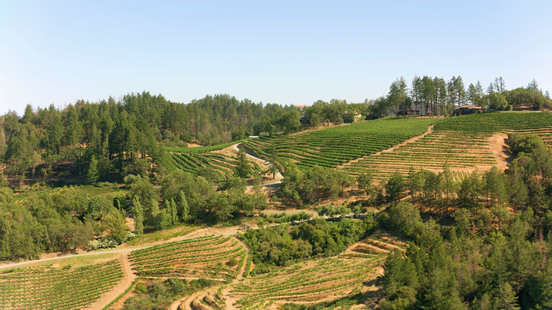 An aerial view of a lush green hillside with trees and a dirt road.