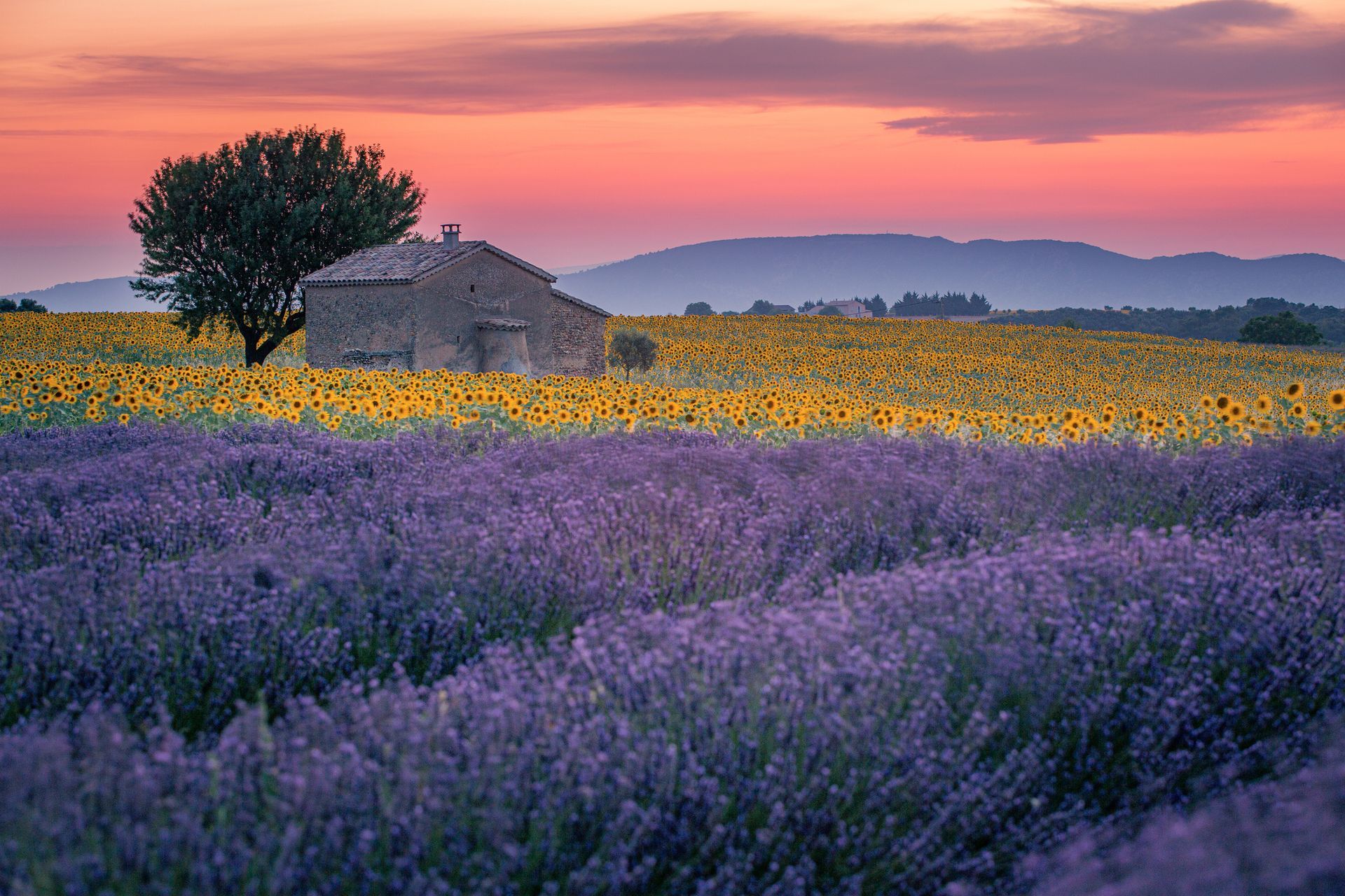 There is a house in the middle of a field of lavender and sunflowers.