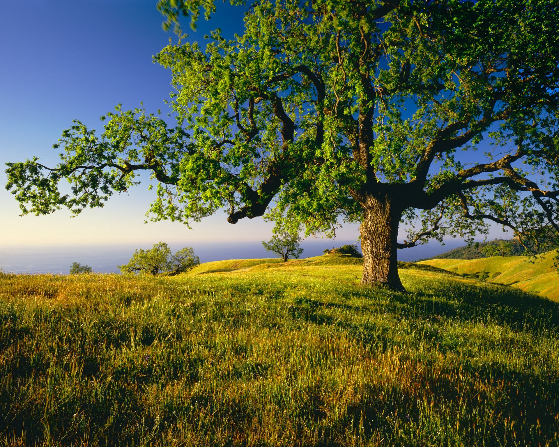 A tree in a grassy field with the ocean in the background