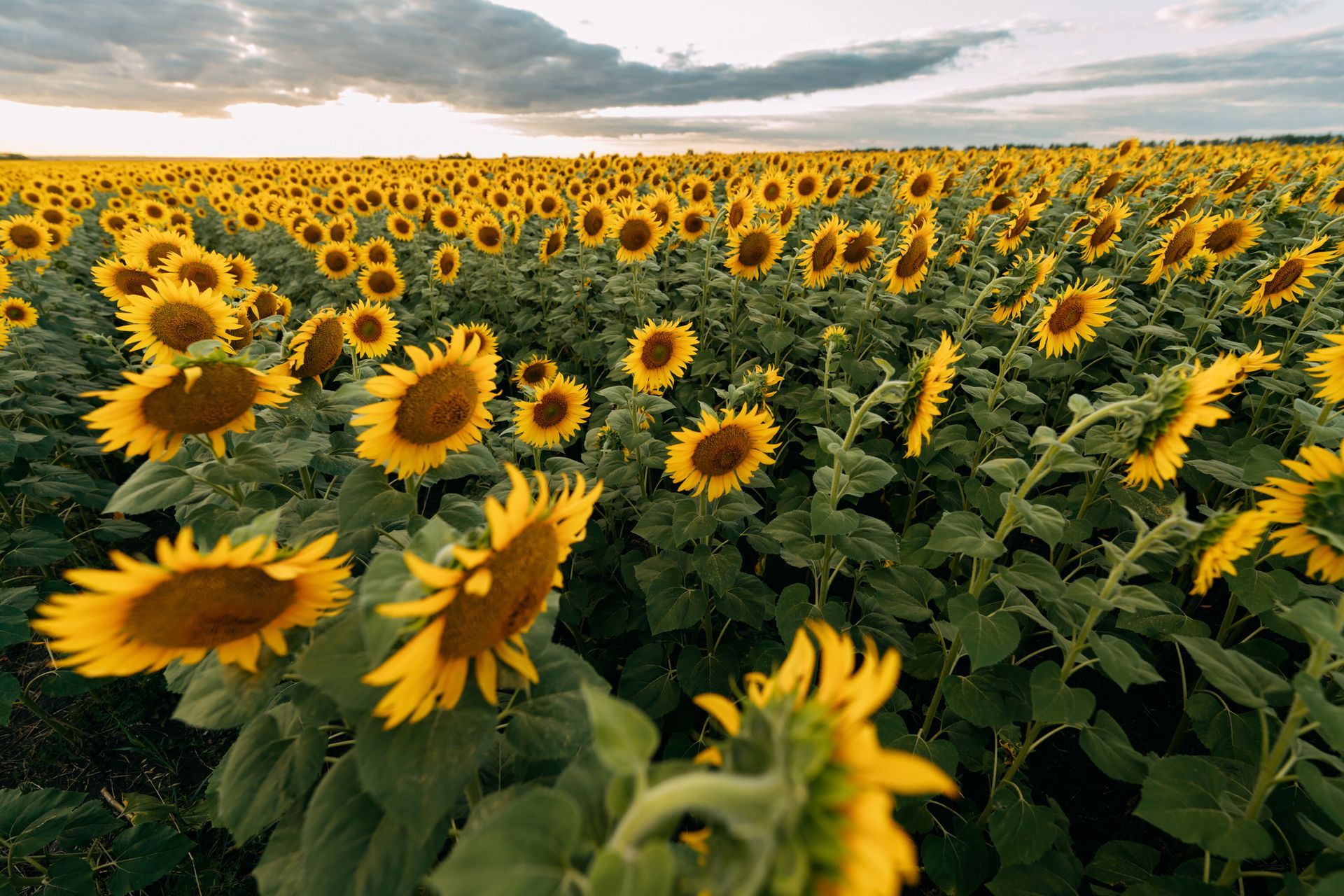 A field of sunflowers with a cloudy sky in the background.