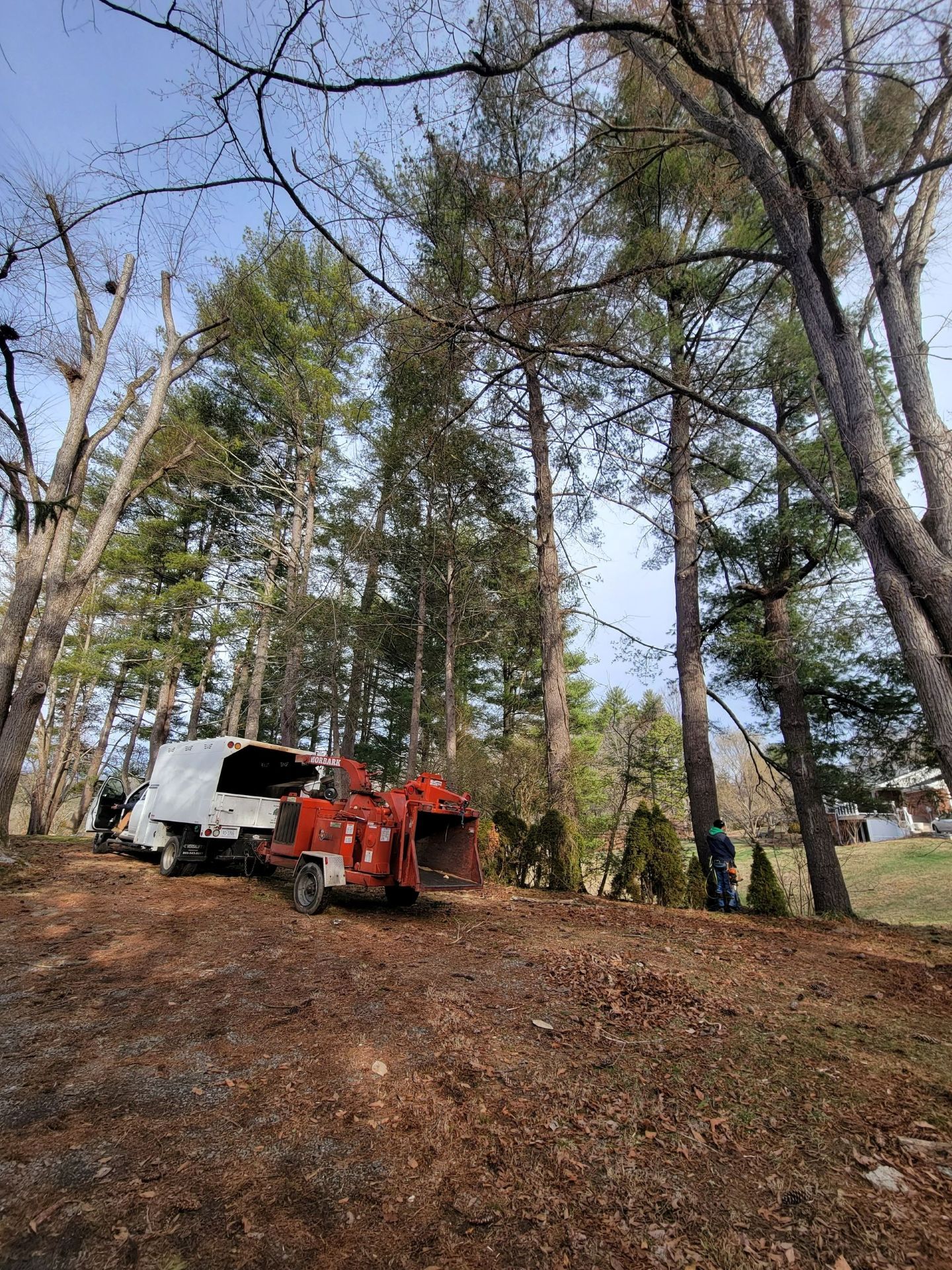 A wood chipper processes tree branches in a wooded area with tall trees and a person.