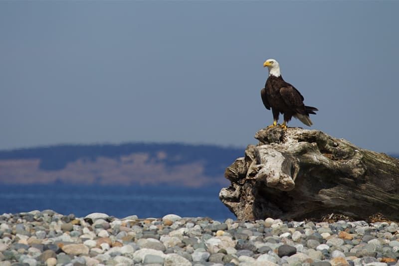 A bald eagle perched on top of a log on a rocky beach.