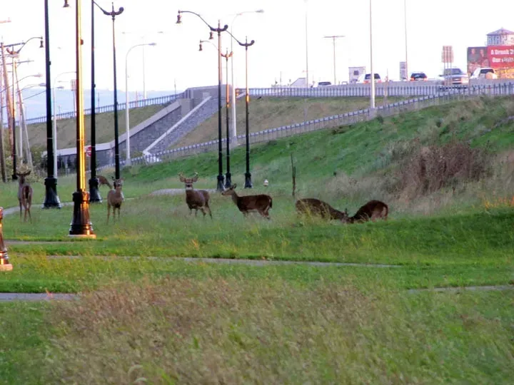 The Palatial Passenger Steamers of the Great Lakes