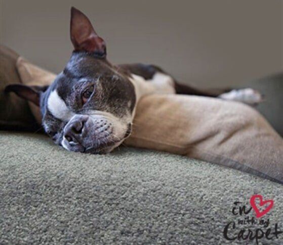 Dog in Carpet — Carpet & Floor Installer in Garbutt, QLD Brown Vinyl — Carpet & Floor Installer in Garbutt, QLD