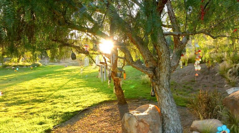 the sun is shining through the branches of a tree in a park .