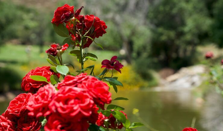 a bunch of red roses are growing on a bush in a garden .