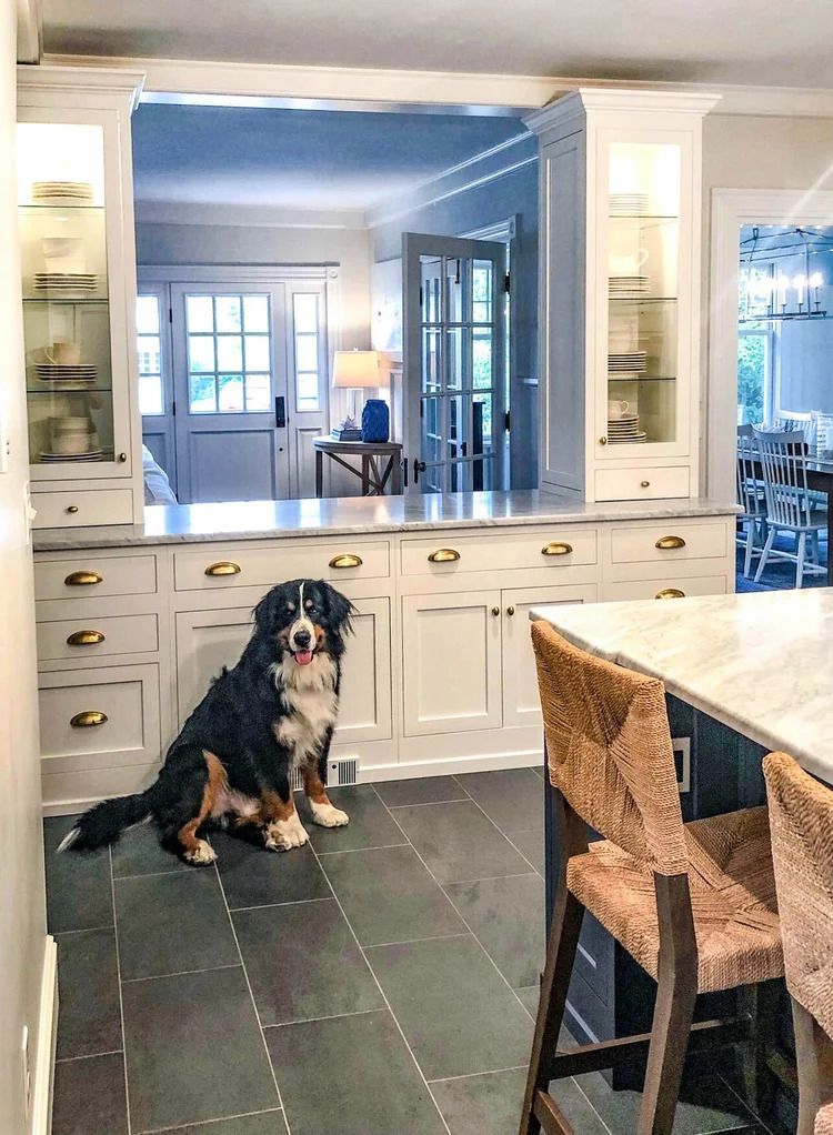 Bernese Mountain Dog sits in front of a white kitchen cabinet, looking at the camera.