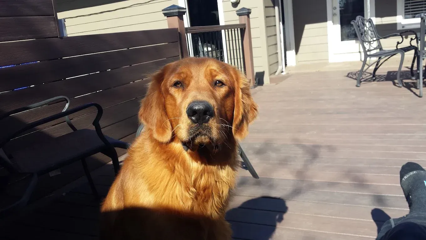 Golden retriever sits on a wooden deck, looking at the camera in bright sunlight.
