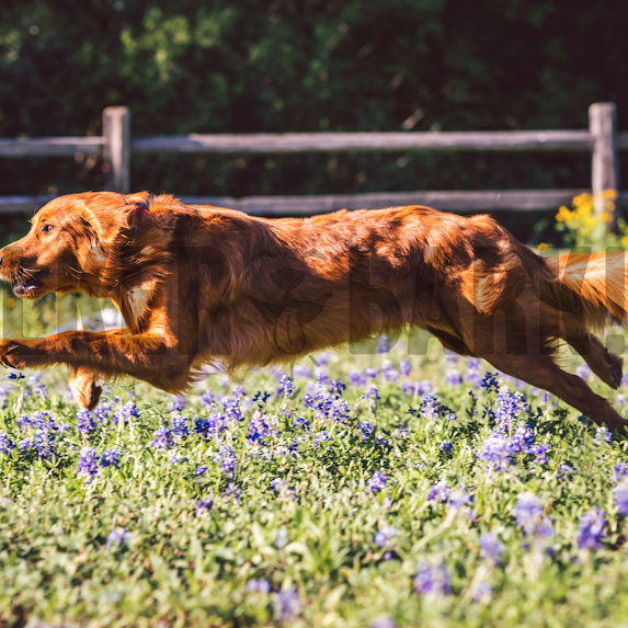 Golden retriever dog leaping through a field of blue wildflowers, near a wooden fence.