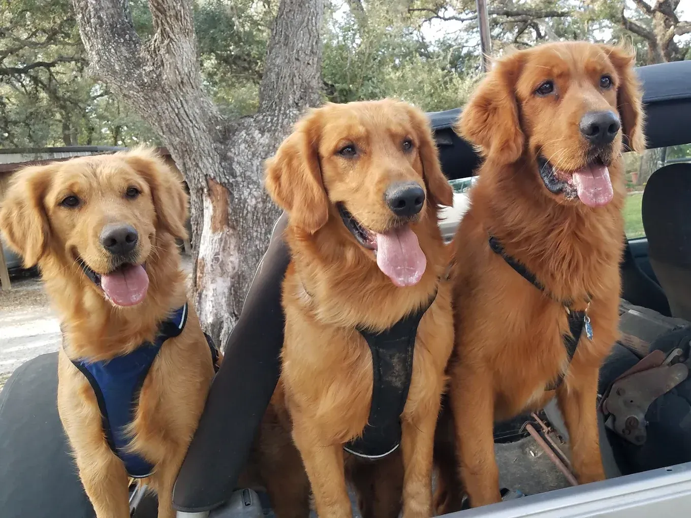Three golden retrievers sit in a car, tongues out, smiling.