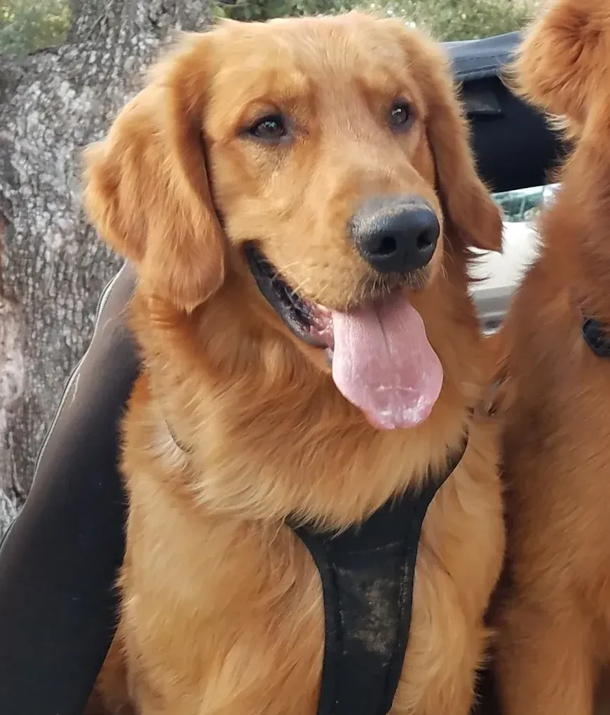 Golden retriever dog with a pink tongue sticking out, wearing a black harness.