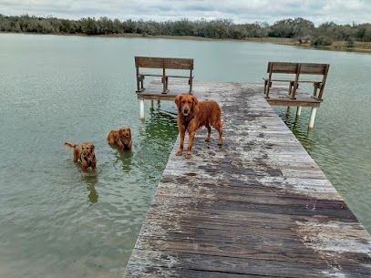 Three golden retrievers on and in a lake near a wooden dock with benches.