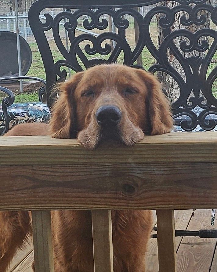 Golden Retriever resting its head on a wooden deck railing with eyes closed.