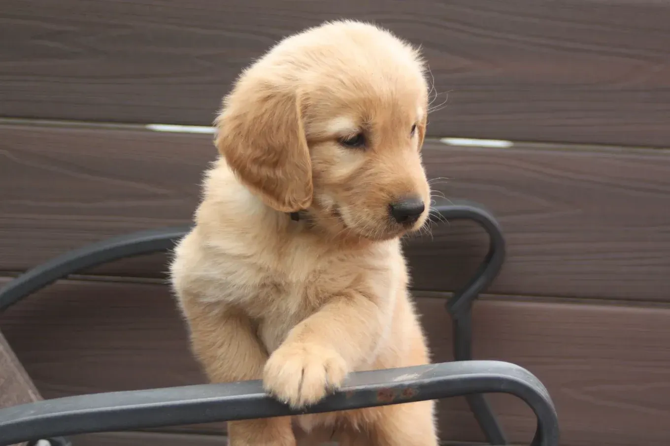 Golden retriever puppy resting a paw on a metal chair, looking down, set against a wood background.