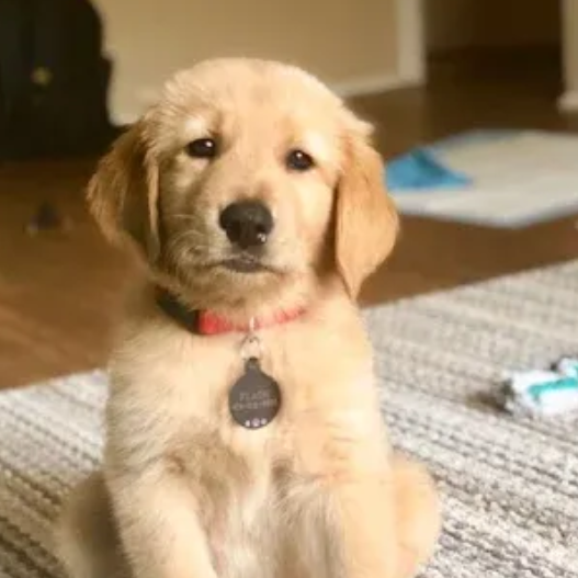 Golden retriever puppy with a sad expression sits on a rug, wearing a red collar.