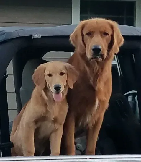 Two golden retriever dogs sit in a vehicle, one with tongue out, both facing forward.