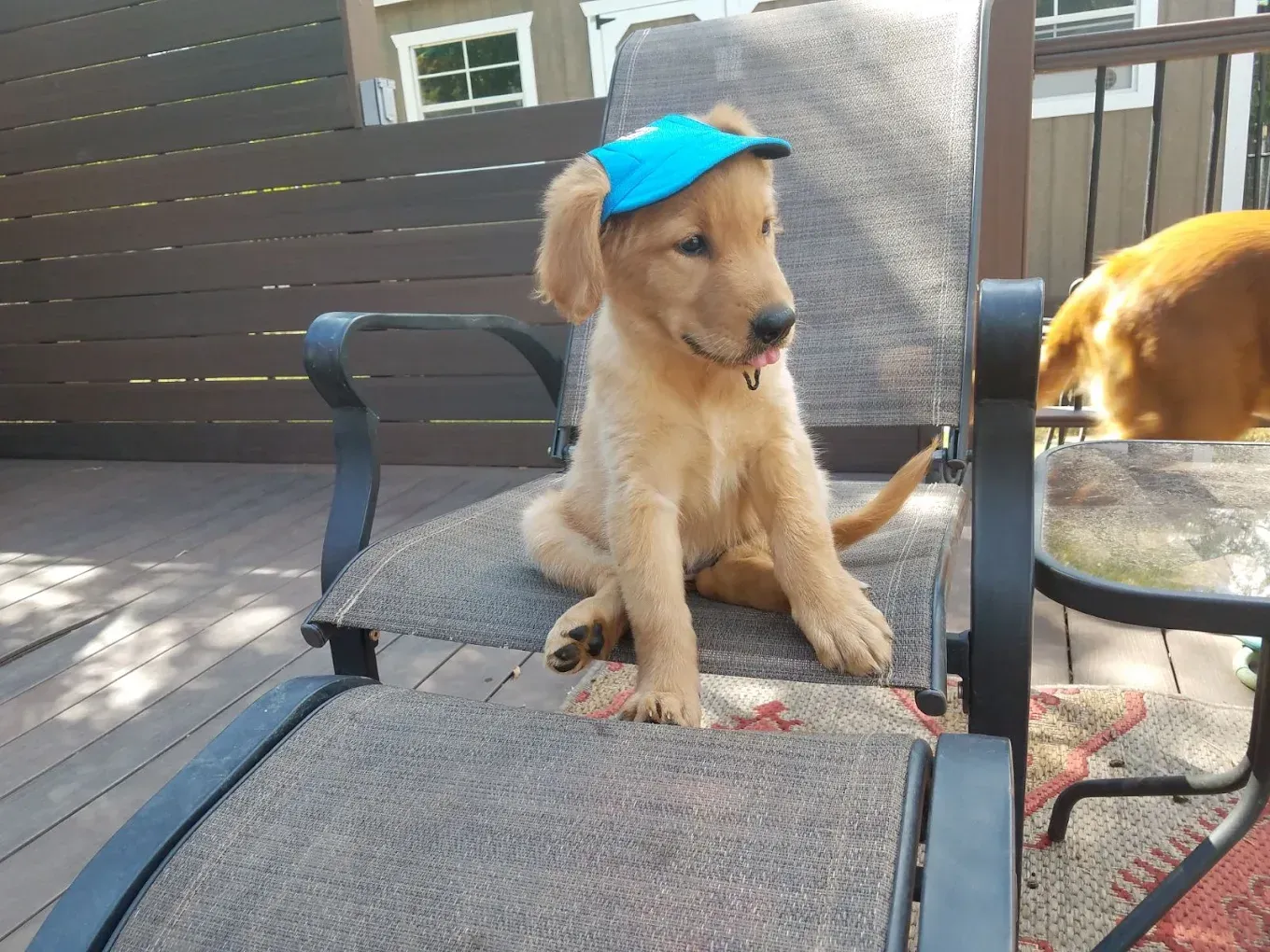 Golden retriever puppy wearing a blue baseball cap sits on a chair on a deck.