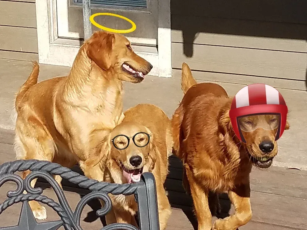 Three golden retriever dogs: one with a halo, one with glasses, one with a helmet.