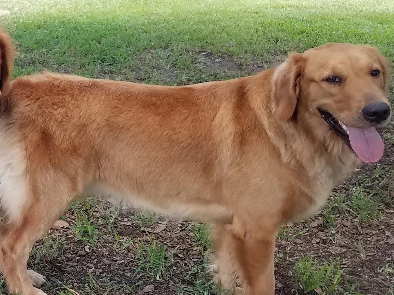 Golden-colored dog standing in grassy area with tongue out.