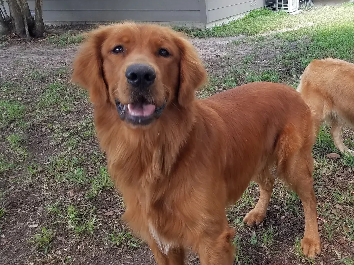 Golden-red dog with open mouth, standing on grass, looking at the viewer. Another dog partially visible.
