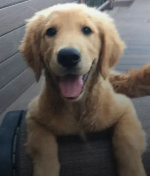 Golden retriever puppy with a happy expression, sitting on a wooden surface, pink tongue visible.