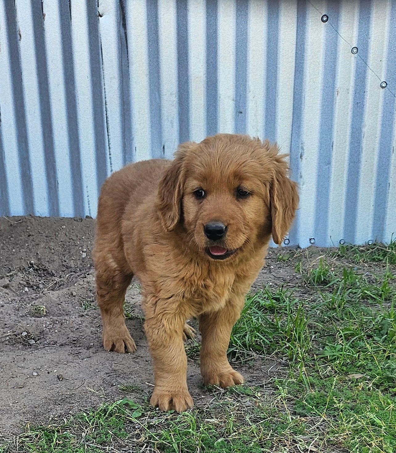 Golden retriever puppy standing in front of a corrugated metal wall, outdoors on grass.