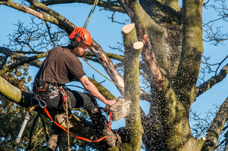 Worker cutting tree branch - Tree Removal - Newport News VA
