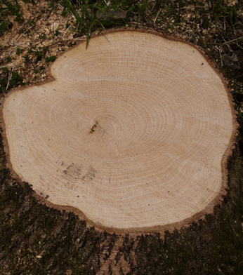 Tree Stump - Tree Removal - Newport News, VA