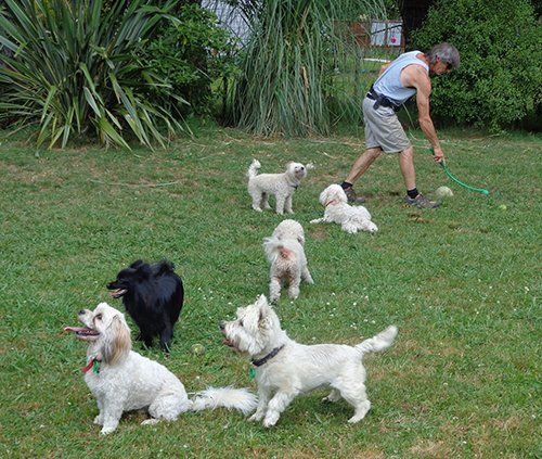 View of cute dogs with trainer playing 