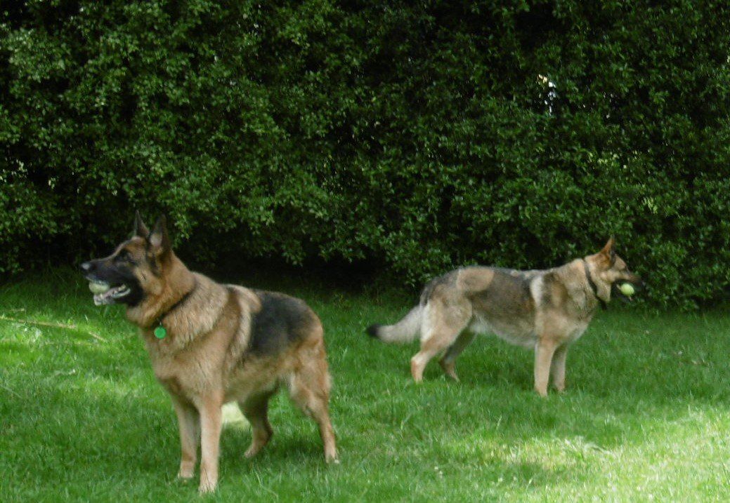 Kennel Waikato, NZ Brackendell Boarding Kennels & Cattery