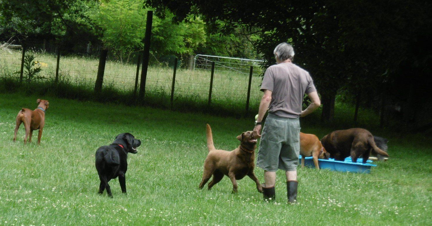 Kennel Waikato, NZ Brackendell Boarding Kennels & Cattery